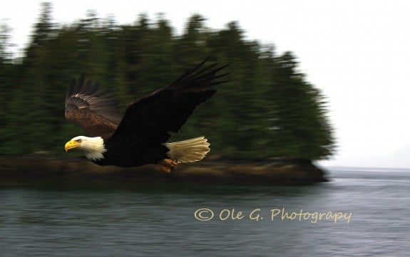 IMG_eagle3_3_ 2012