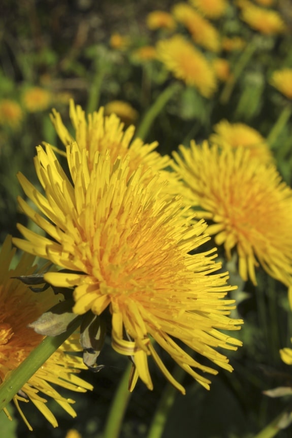 Dandelions in Alaska - LaDonna Rose: Cookbooks from Alaska