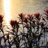 Summer Sunset